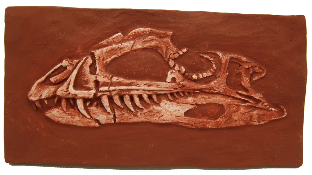 Coelophysis skull cast replica #2