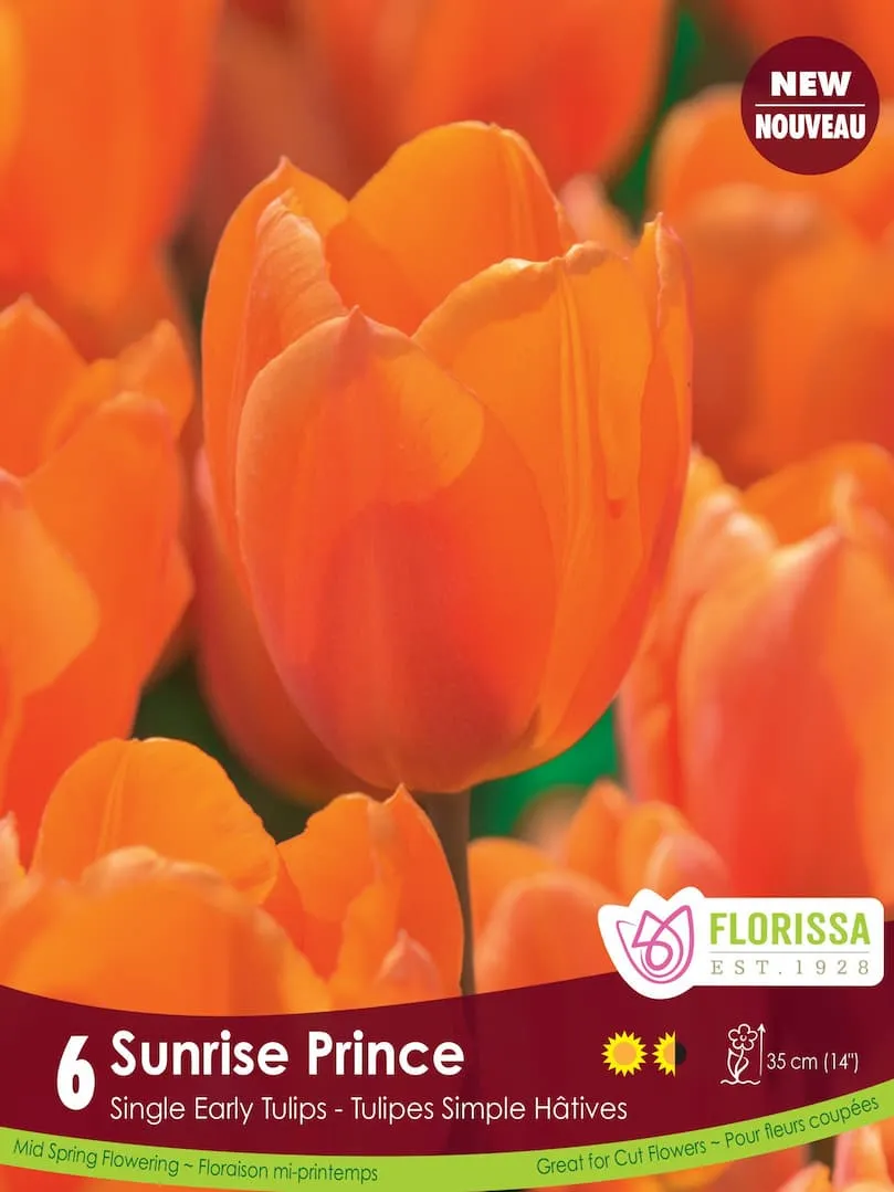 Florissa Tulip 'Sunrise Prince' - 6 Bulbs/Pkg