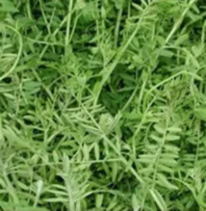 Hairy Vetch