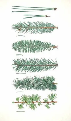 HEARTH - Natural Botanical Perfume - The Wood Stove