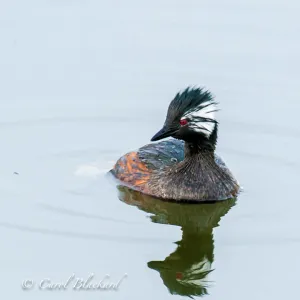 White-tufted Grebe, Argentina